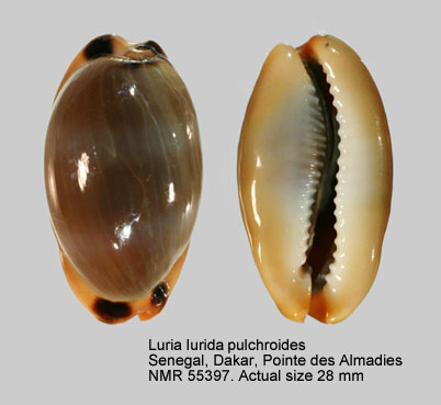 Luria lurida pulchroides (17).jpg - Luria lurida pulchroidesAlvarado & Alvarez,1964
